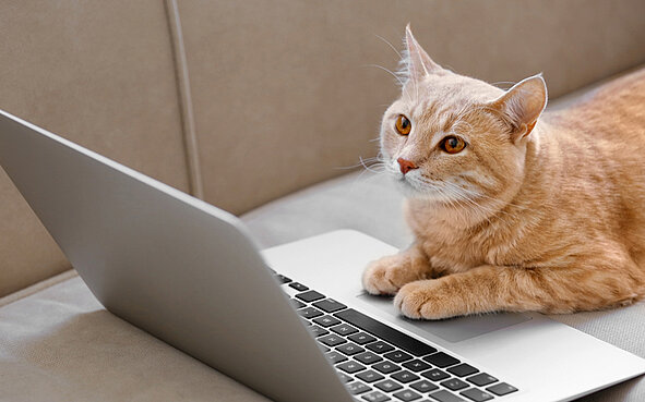 TESSY's basic functionality Cat sitting in front of a laptop symbolizing TESSY's basic functionality